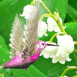 Petit oiseau dans du muguet