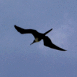 Mouette en plein vol