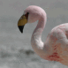 Flamand rose de profil