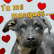 Chiot bolivien "Tu me manques..."