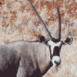 Oryx