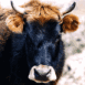 Vache Corse