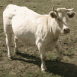 Boeuf dans la prairie