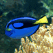 Poisson bleu