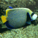 Poisson jaune et bleu